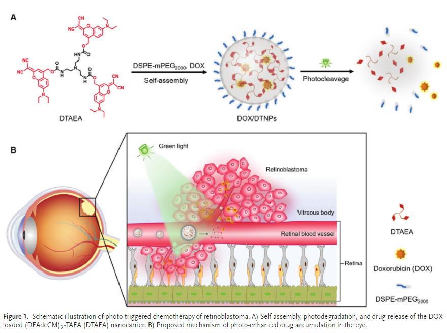 Green Light-Triggered Intraocular Drug Release for Intravenous Chemotherapy of Retinoblastoma_3