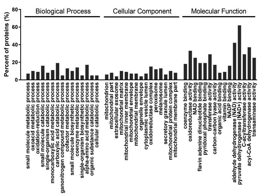 Integrated liver proteomics and metabolomics identify metabolic pathways affected by pantothenic acid deficiency in Pekin ducks_4