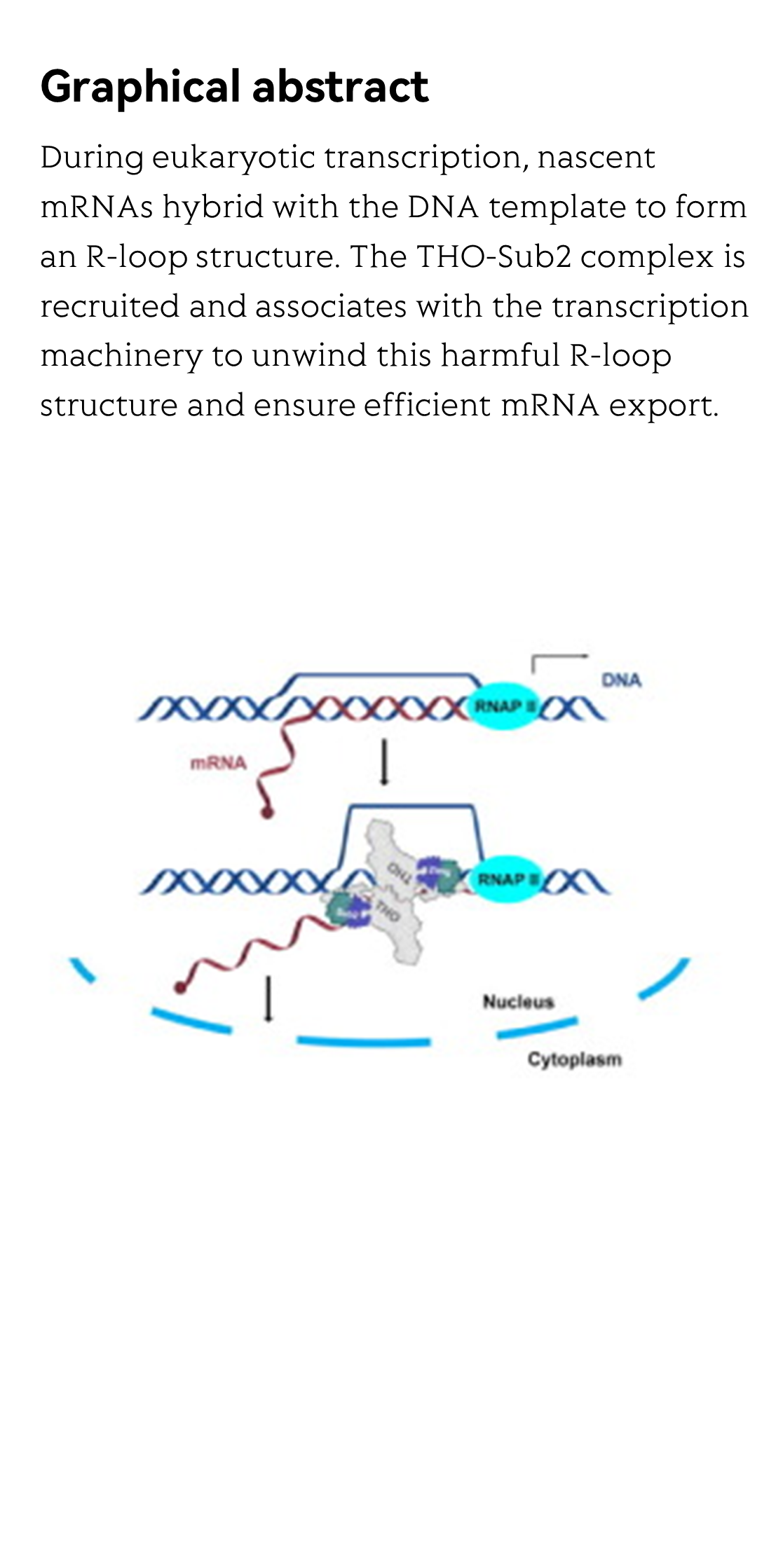 Structural and functional insights into R-loop prevention and mRNA export by budding yeast THO-Sub2 complex_2