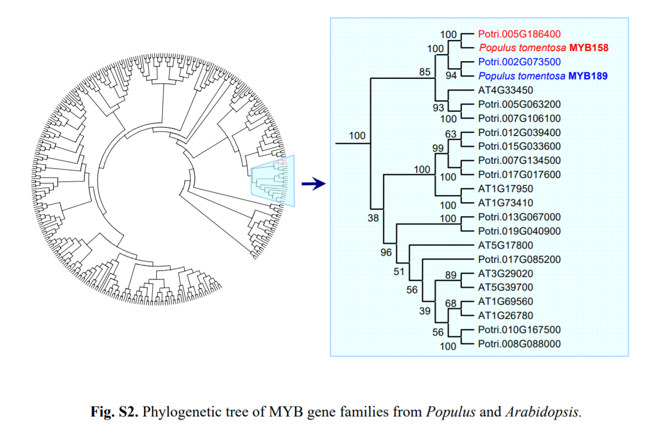 Functional divergence of Populus MYB158 and MYB189 gene pair created by whole genome duplication_4