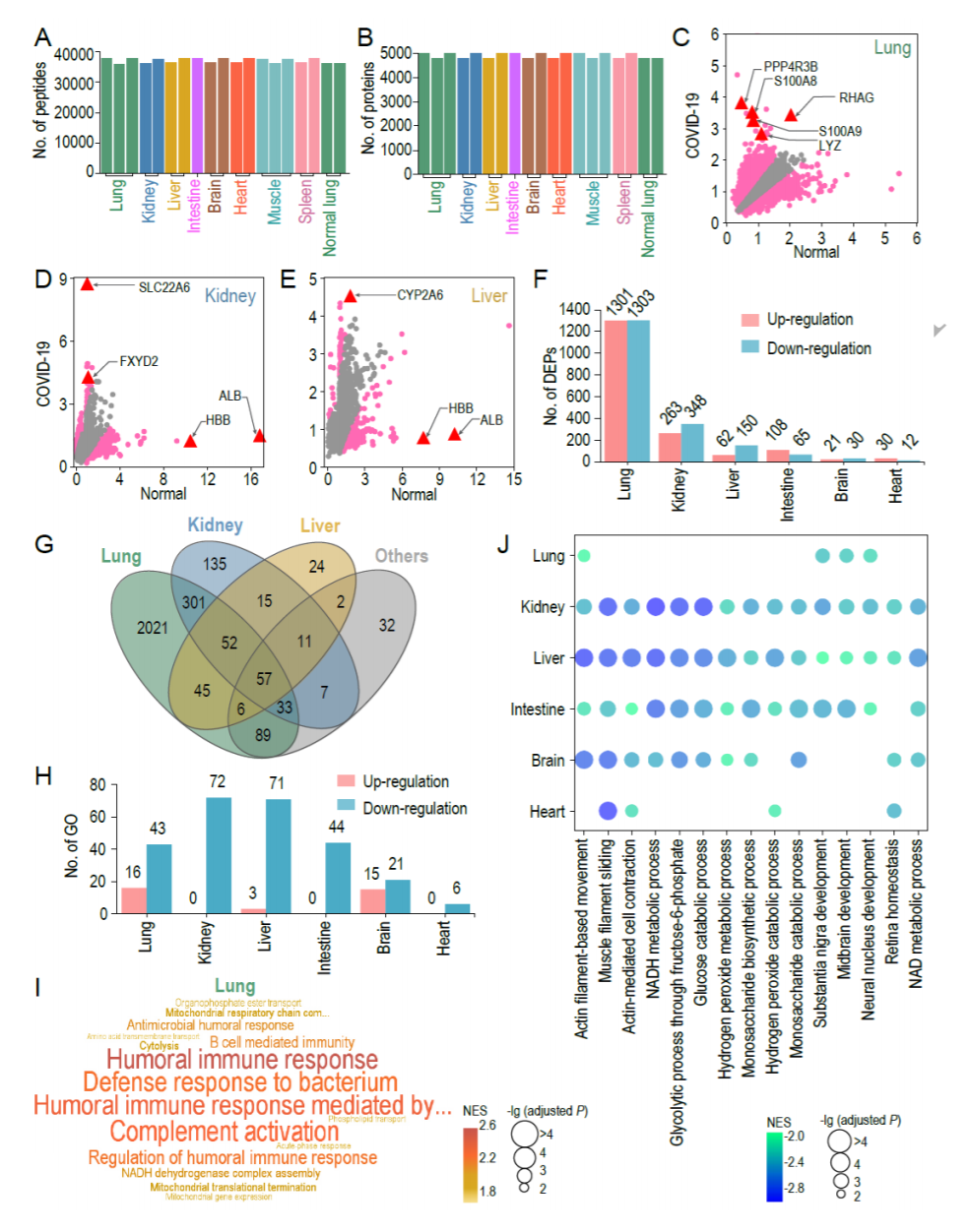 Postmortem tissue proteomics reveals the pathogenesis of multiorgan injuries of COVID-19_4